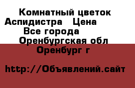 Комнатный цветок Аспидистра › Цена ­ 150 - Все города  »    . Оренбургская обл.,Оренбург г.